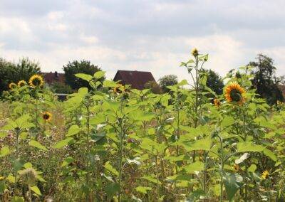 Baugrundstück in Hessisch Oldendorf OT Welsede